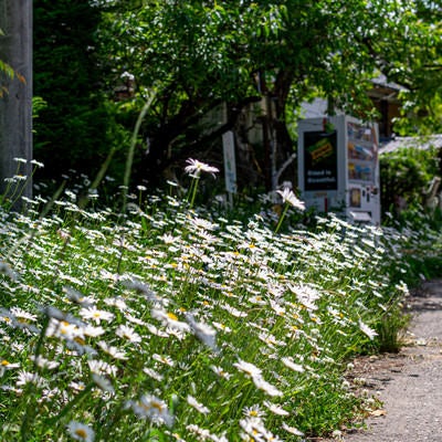 道端に咲く白い花の写真
