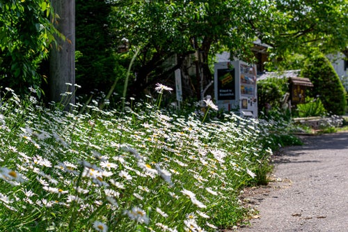 道端に咲く白い花の写真
