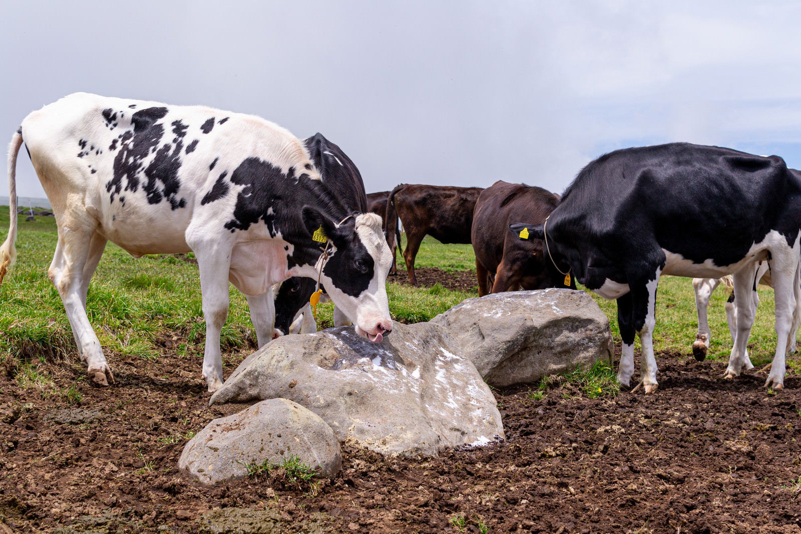 「岩をペロペロ舐める牛（美ヶ原）」の写真