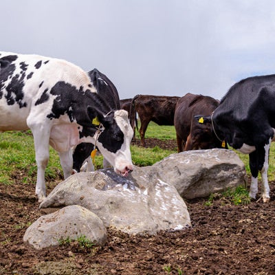 岩をペロペロ舐める牛（美ヶ原）の写真