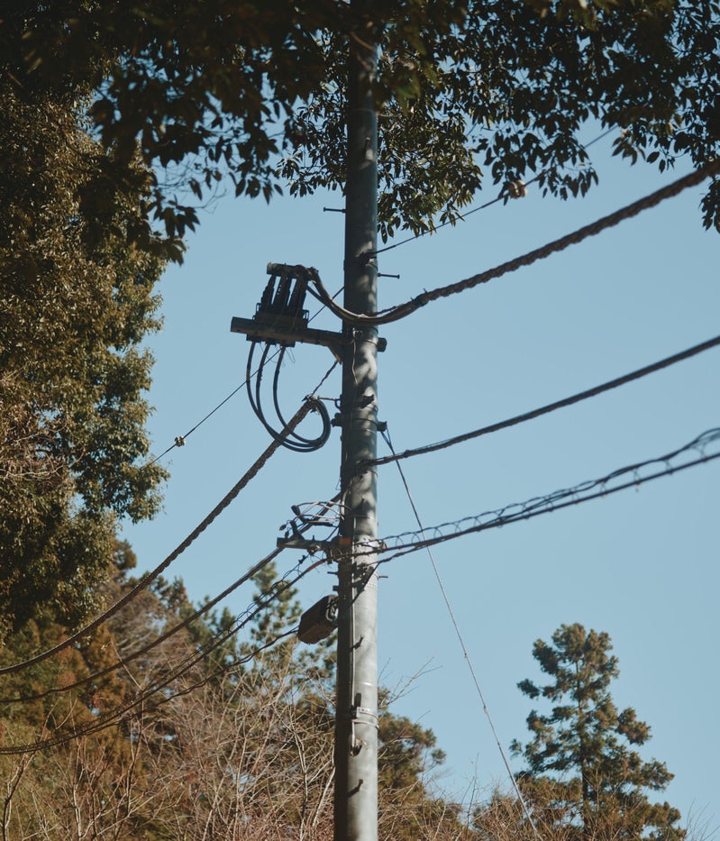 「木々と電柱」の写真