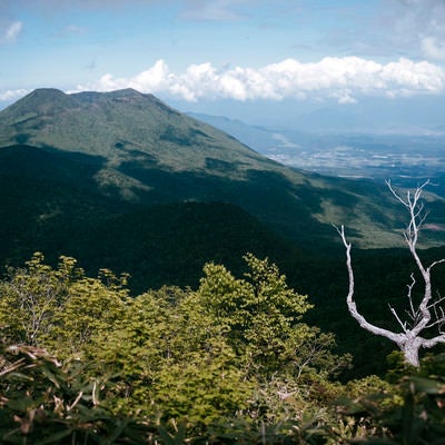 枯れ木と黒姫山（高妻山）の写真