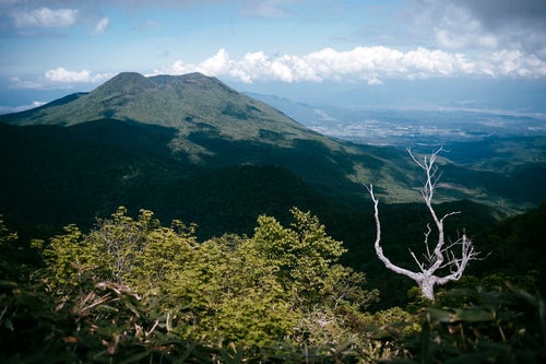 枯れ木と黒姫山（高妻山）の写真