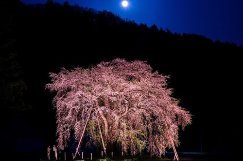 月に照らされたおしら様の枝垂れ桜の写真