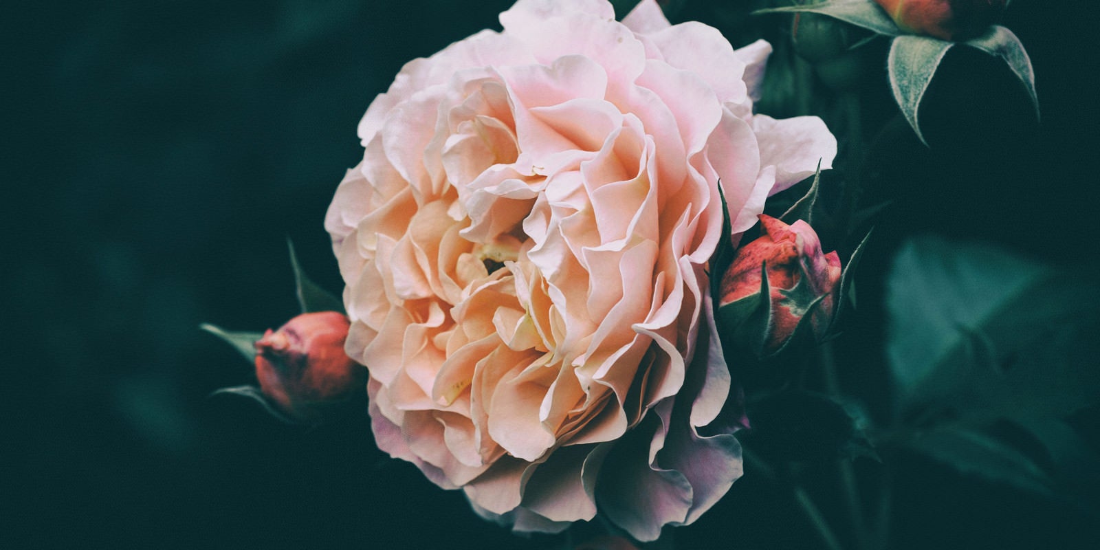 「開花する薔薇とつぼみ」の写真