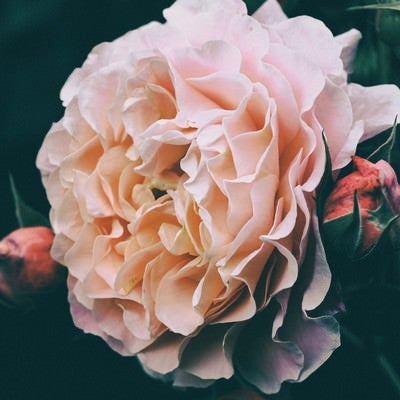 開花する薔薇とつぼみの写真