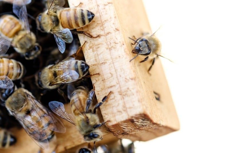 オスバチと働きバチ（左下がオスバチ）の写真