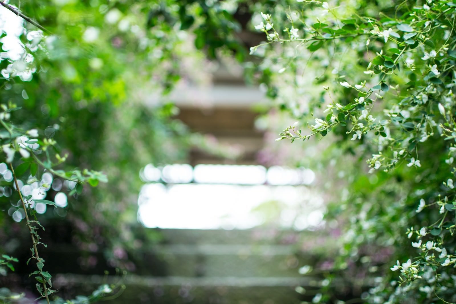 「緑に囲まれた階段」の写真
