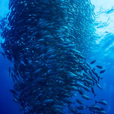 目の前に広がる魚の群れ（ギンガメアジ）の写真