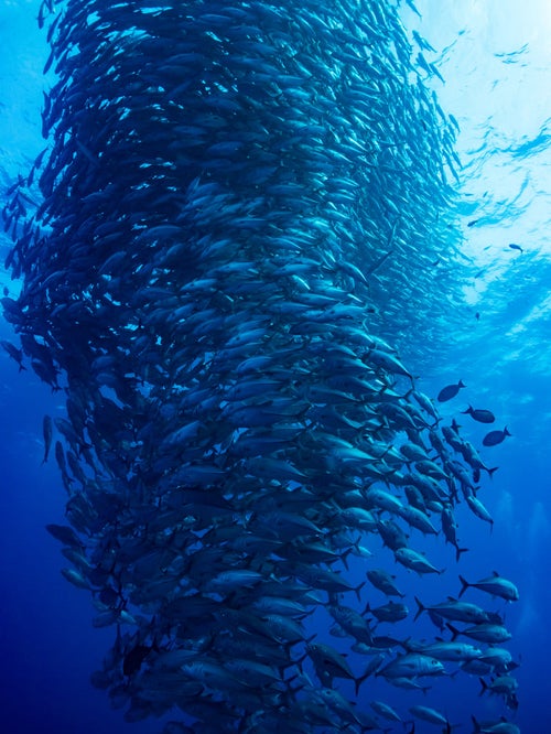 目の前に広がる魚の群れ（ギンガメアジ）の写真