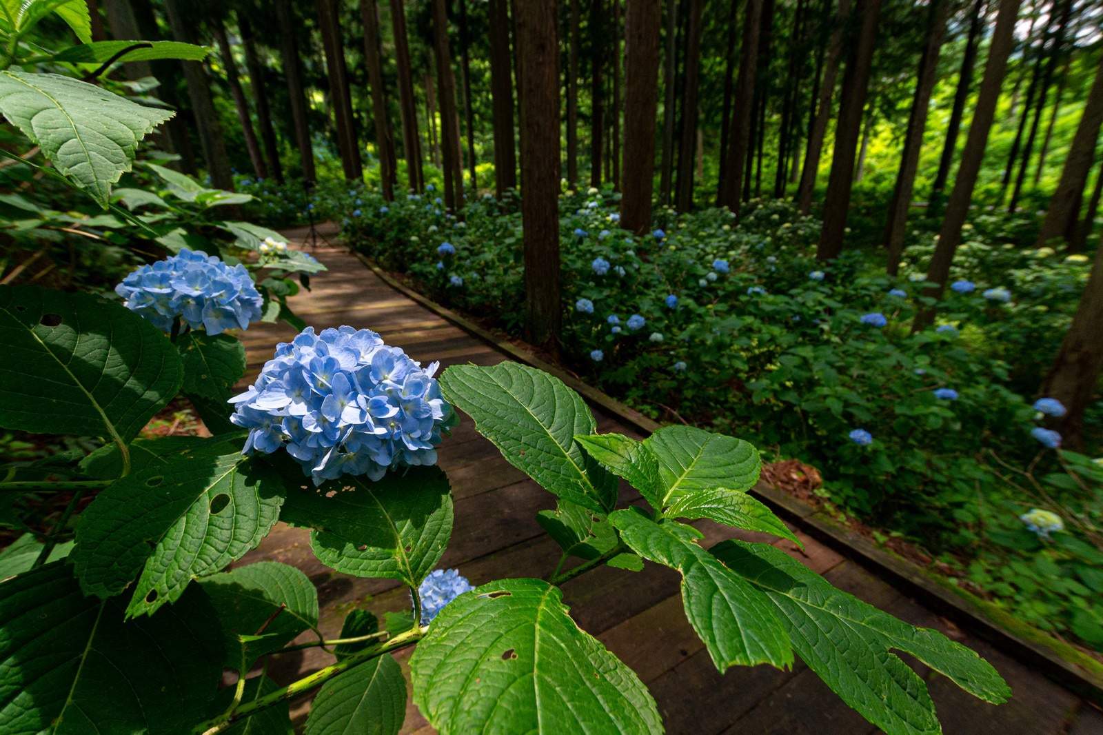 「紫陽花と木道（アジサイ公園）」の写真