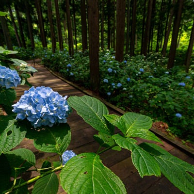 紫陽花と木道（アジサイ公園）の写真