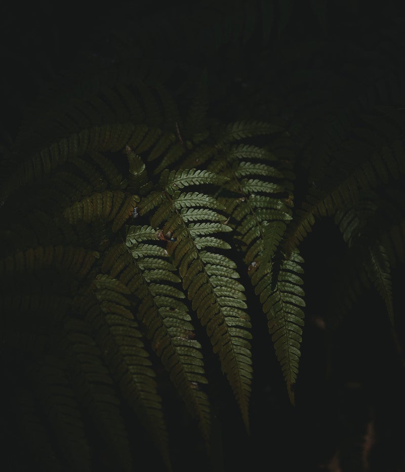 「暗い場所に生息するシダ植物」の写真
