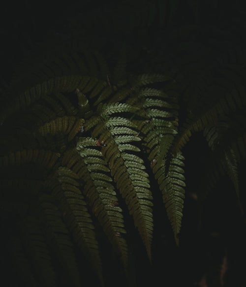 暗い場所に生息するシダ植物の写真
