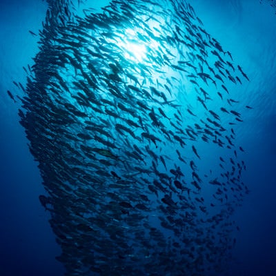 ギンガメアジの群れの写真
