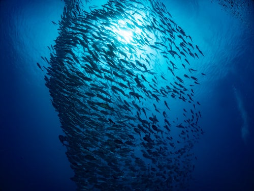 ギンガメアジの群れの写真