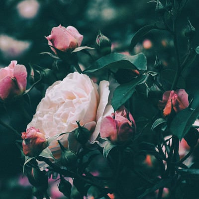 ピンク色の薔薇が咲く薔薇園の春の庭園風景の写真