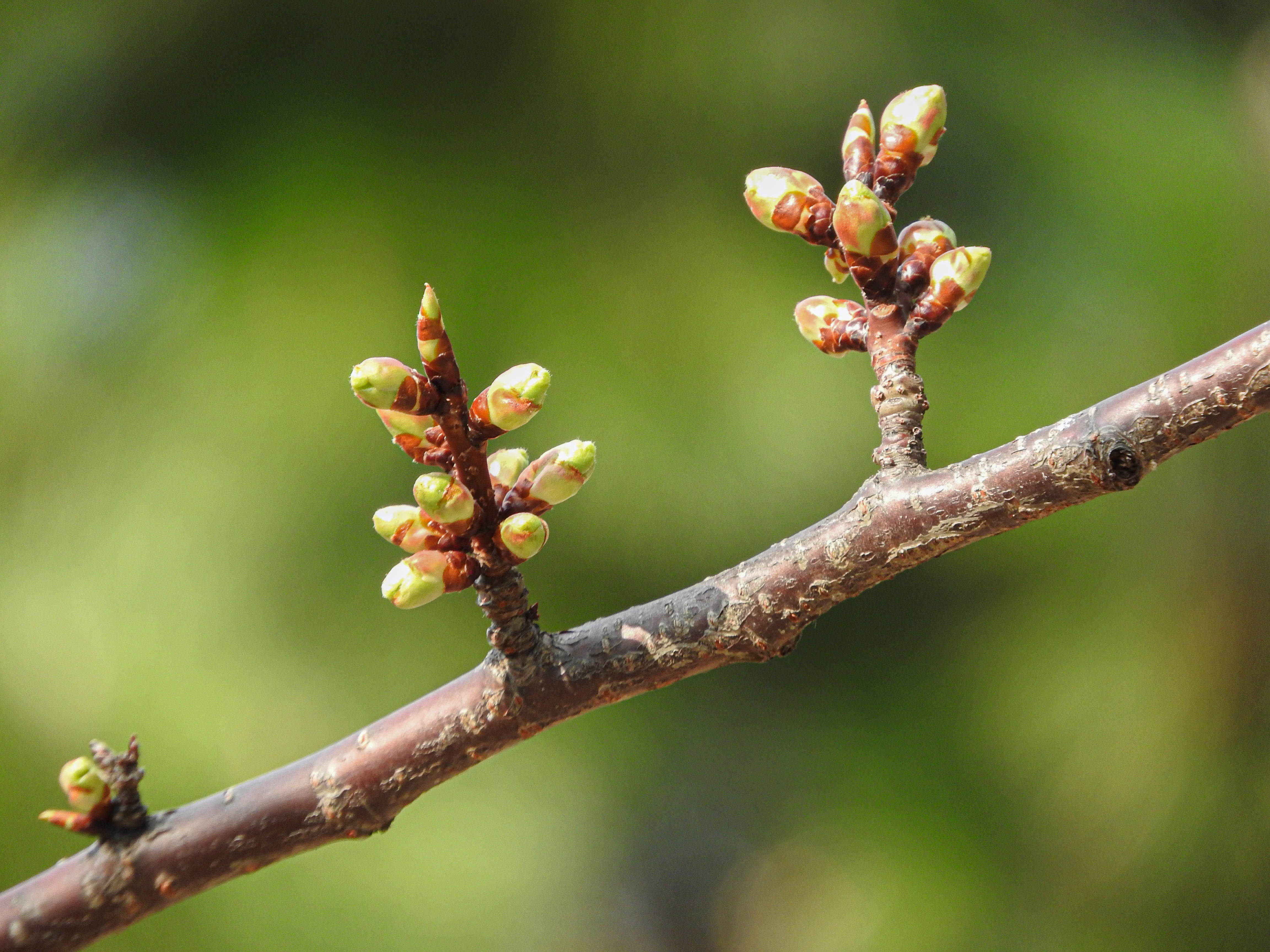 桜の蕾（つぼみ）の無料の写真素材 - ID.35442｜フリー素材 ぱくたそ