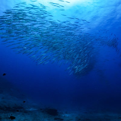 魚群（ホソカマス）の写真