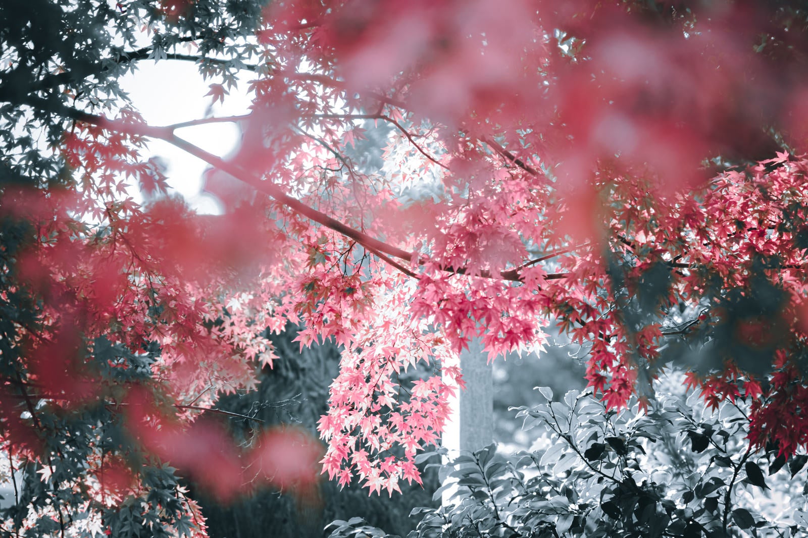 「神々しい光に包まれる紅葉の葉」の写真