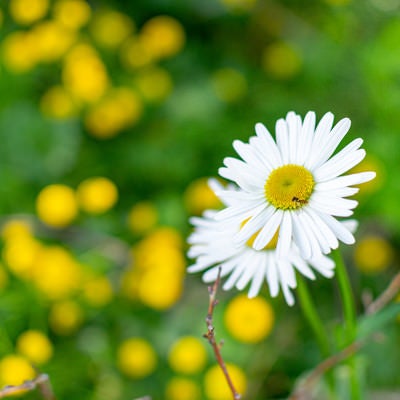 白い花にとまる小さな蜂の写真