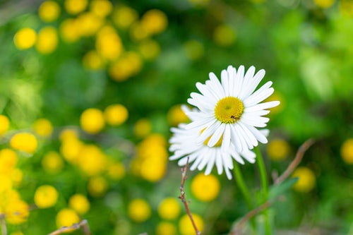 白い花にとまる小さな蜂の写真