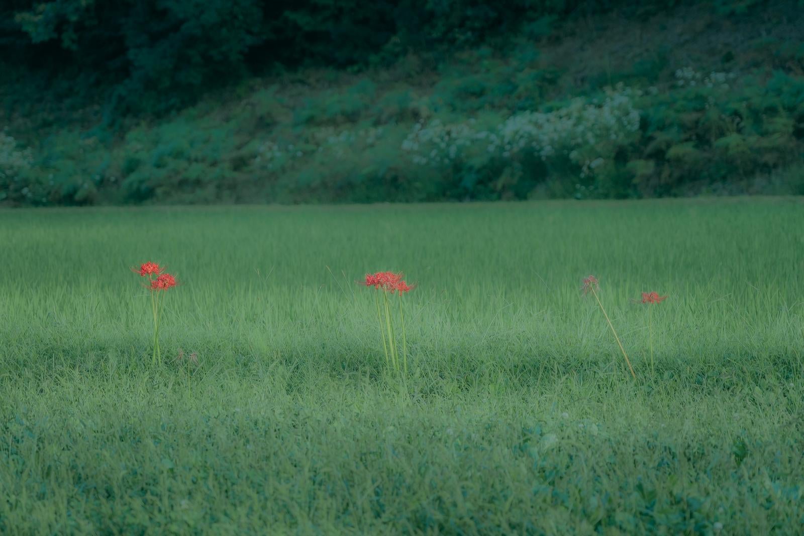 「田んぼにポツリと咲く彼岸花」の写真