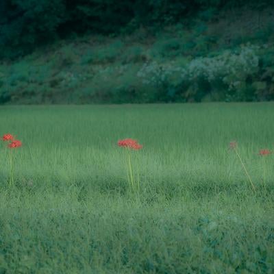 田んぼにポツリと咲く彼岸花の写真
