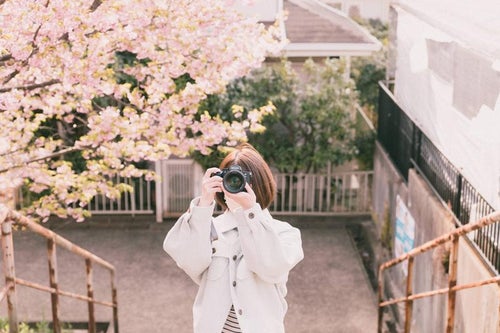 桜とミラーレスカメラ女子の写真
