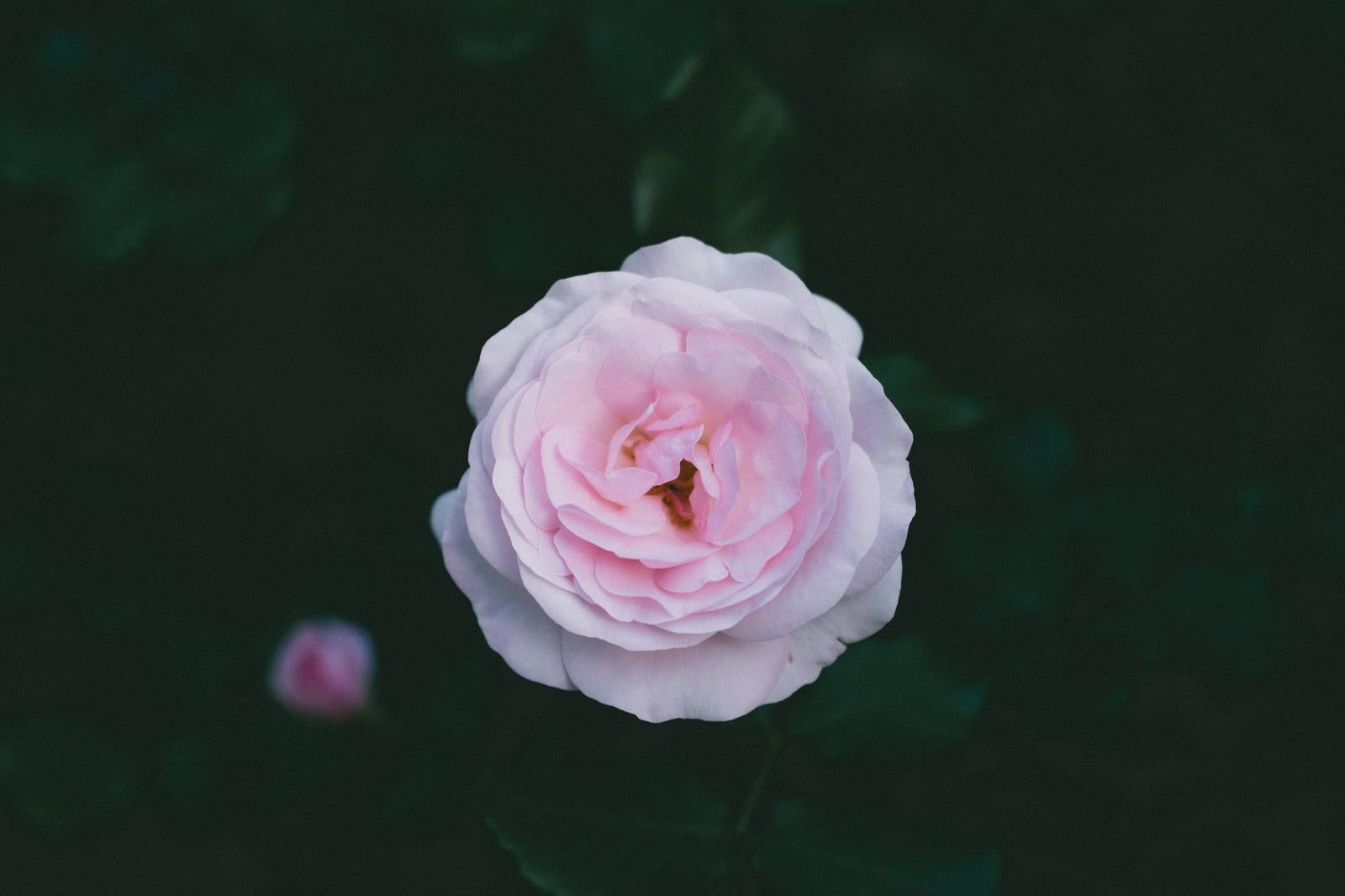 「淡い色味の薔薇」の写真