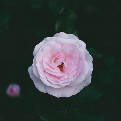 淡い色味の薔薇の写真