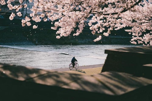 フィルムライクな色味の桜の写真
