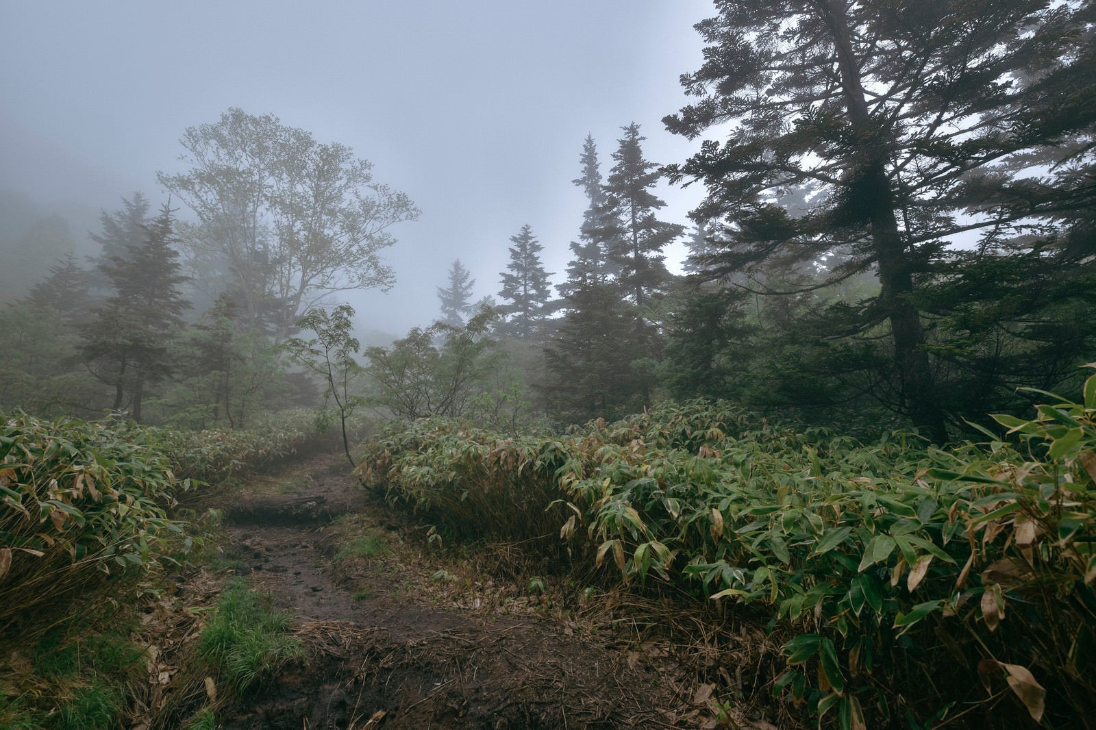 「霧に包まれた焼岳の登山道」の写真