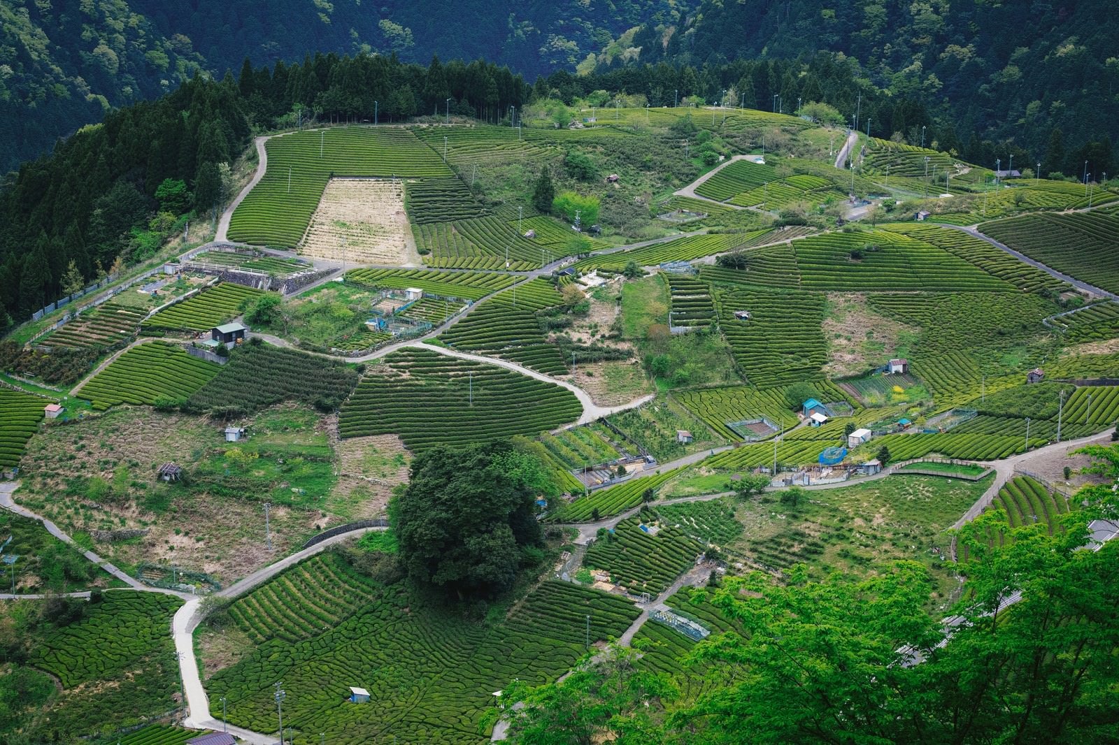 「天空の茶畑と呼ばれる岐阜県上ケ流地区」の写真