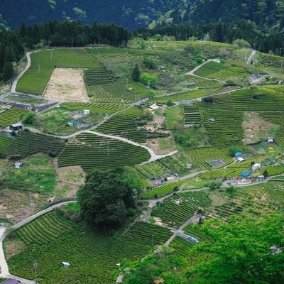 天空の茶畑と呼ばれる岐阜県上ケ流地区の写真