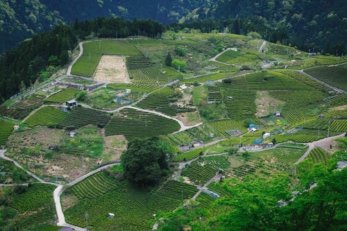 天空の茶畑と呼ばれる岐阜県上ケ流地区の写真