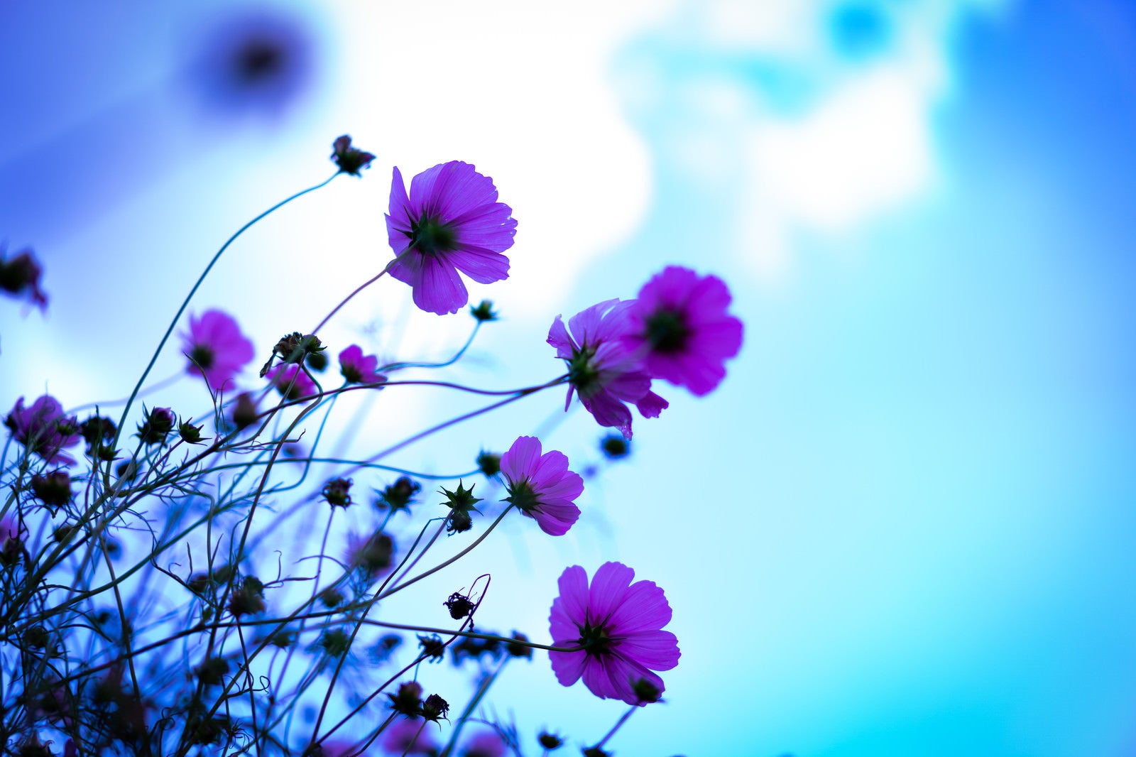 「青空が透けるコスモスの花弁」の写真