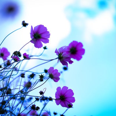 青空が透けるコスモスの花弁の写真