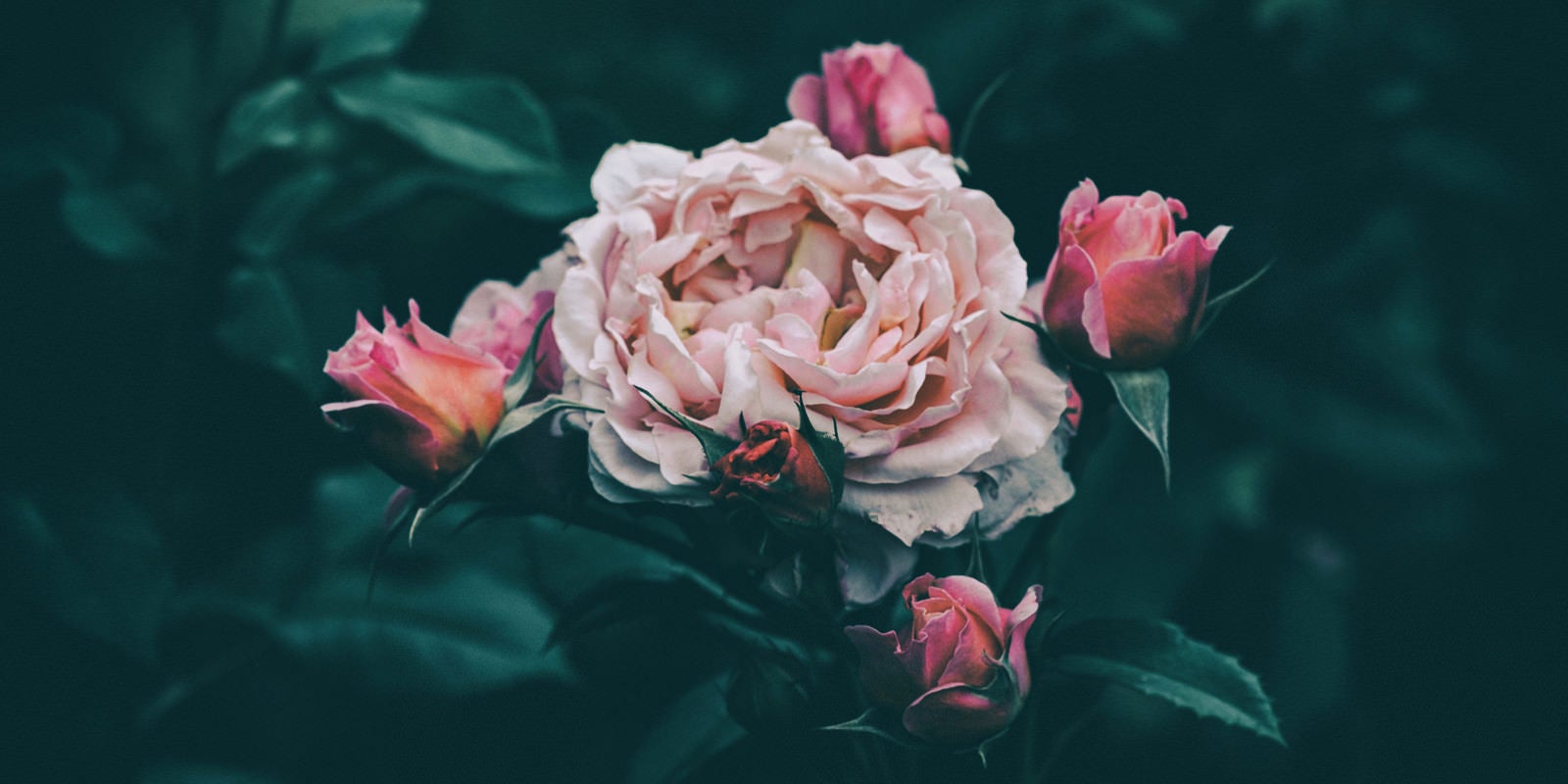 「花びらが痛むバラ」の写真
