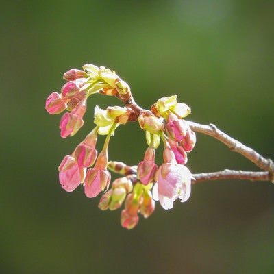 花開き始めた河津桜の写真