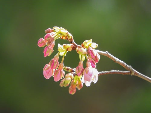 花開き始めた河津桜の写真
