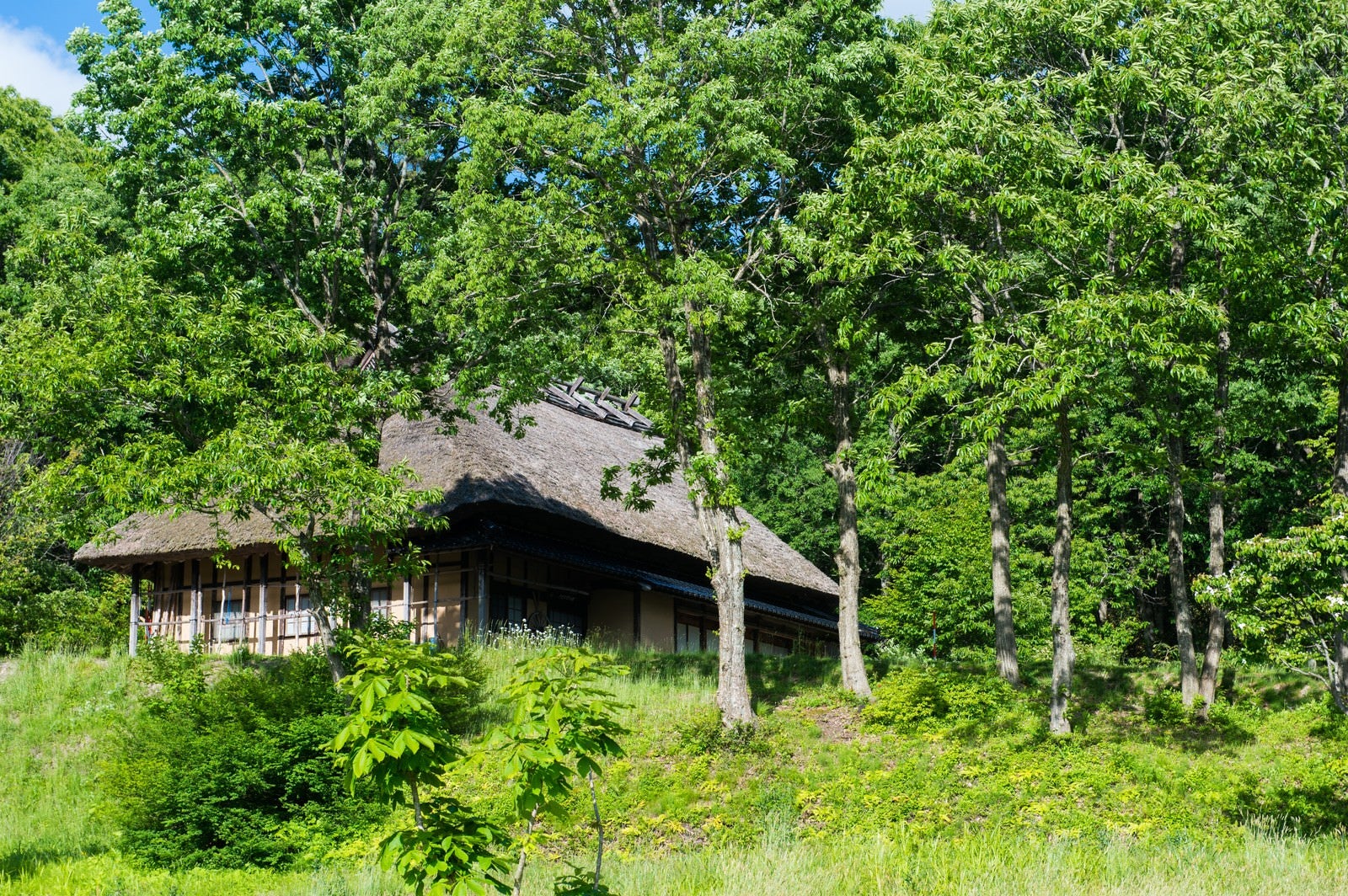 「新緑に包まれる茅葺き屋根の古民家」の写真