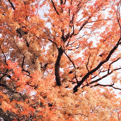 紅葉した葉と伸びる枝の写真