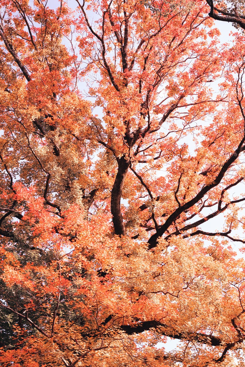 「紅葉した葉と伸びる枝」の写真