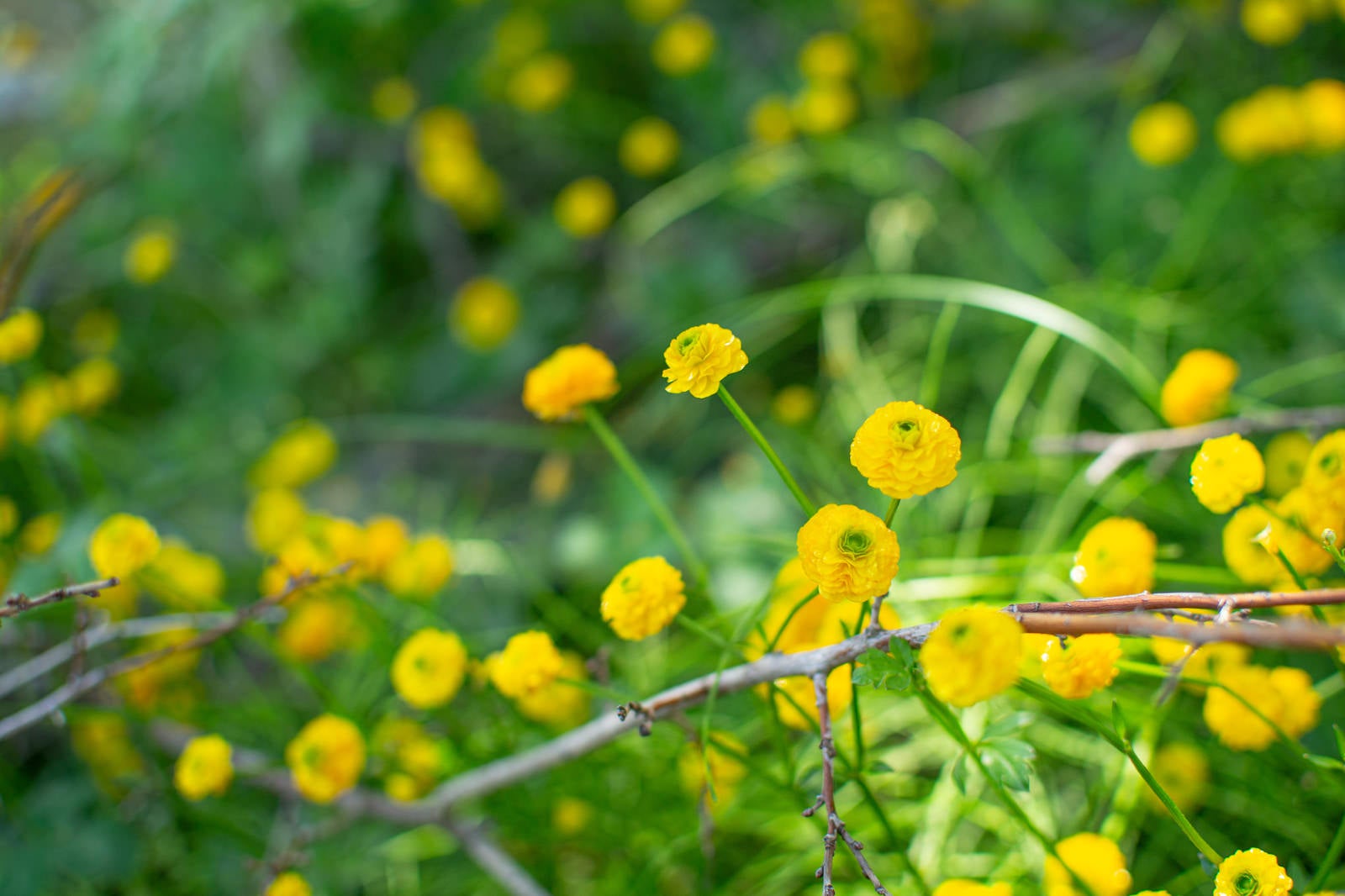 「小ぶりの黄色い野花」の写真