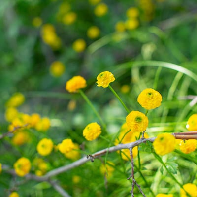 小ぶりの黄色い野花の写真
