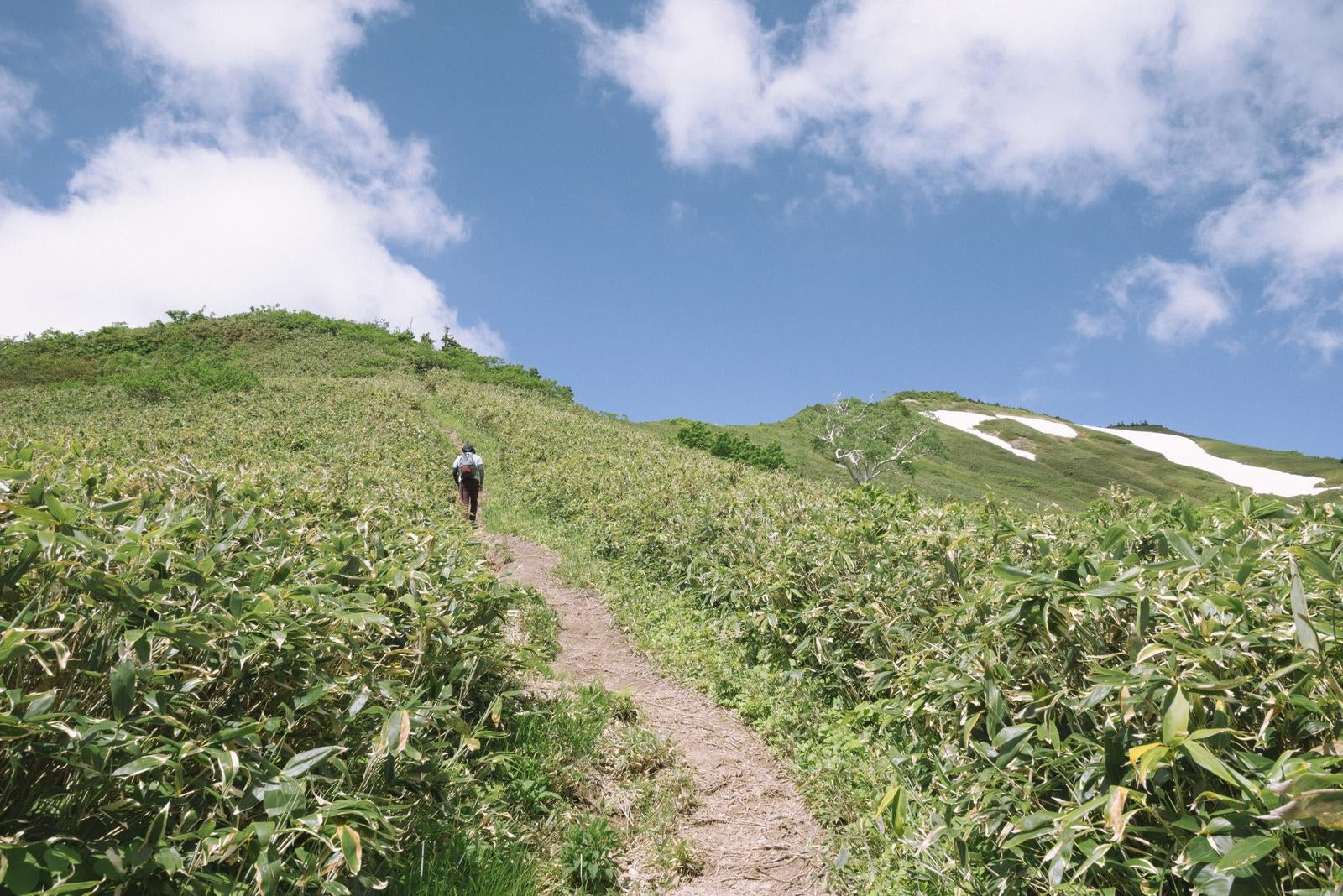 「笹が揺れる草原を登る登山者」の写真