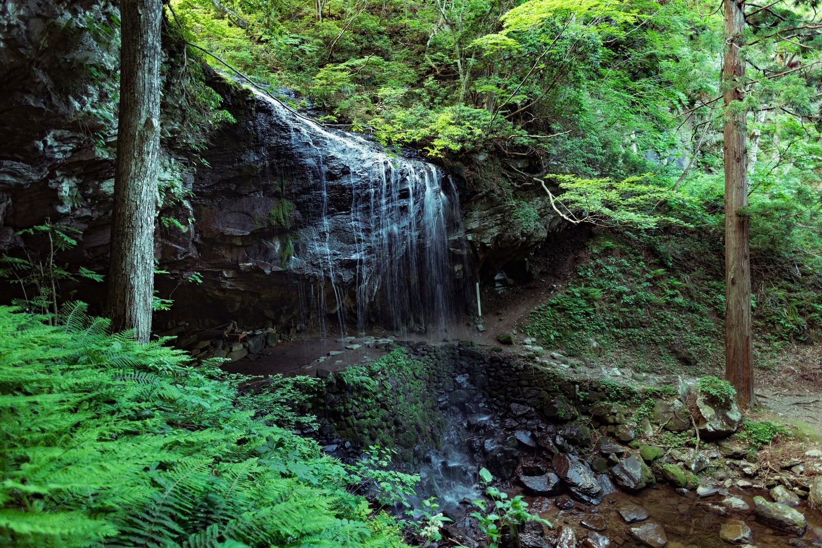「静かに流れ落ちる裏見の滝（岩井滝）と新緑」の写真