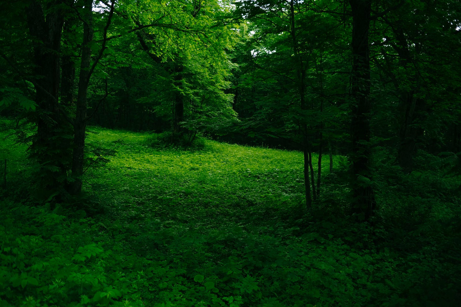 「緑が深い戸隠牧場の木々（高妻山）」の写真