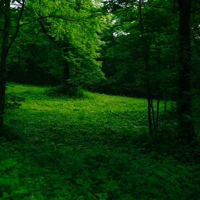 緑が深い戸隠牧場の木々（高妻山）の写真